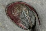 New Type Of Harpes Trilobite - Ouzina, Morocco #355769-5